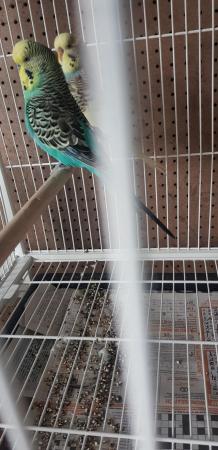 Image 7 of Bonded budgies pair for sale