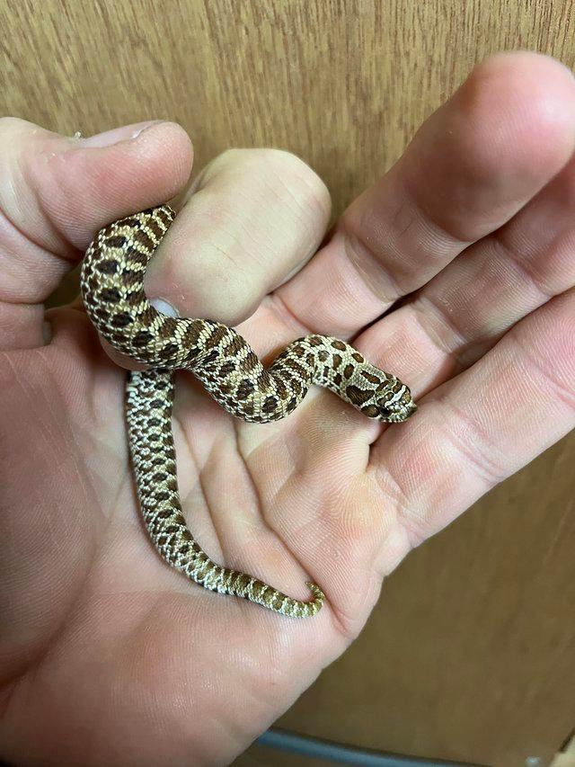 Preview of the first image of Hognose snake wildtype 100%het toffee belly male.