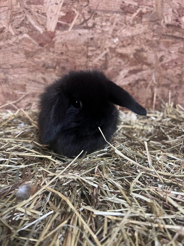 Preview of the first image of Mini lop bunnies rabbits.