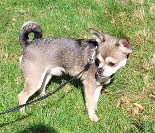 Image 2 of One of kind tri blue chihuahua boy with husky markings