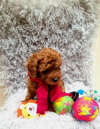 Image 14 of Red Toy Poodle puppy ??
