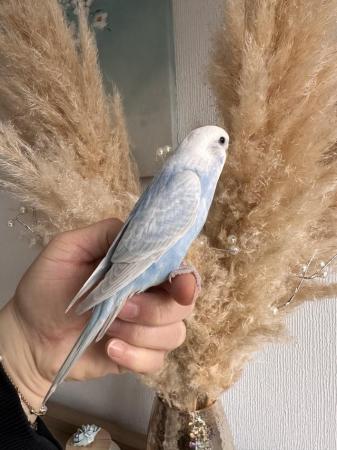 Image 4 of Hand tame young baby budgie
