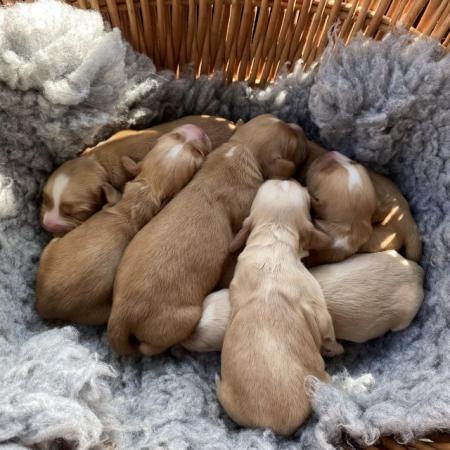 Image 2 of Working cocker spaniel puppies
