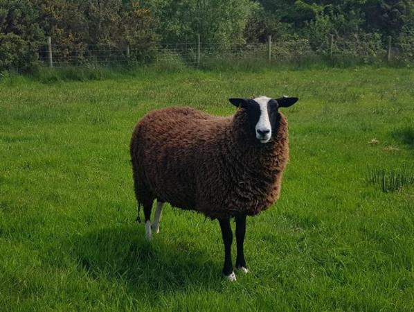 Image 1 of Zwartble shearling ewes - pure bred, but unregistered
