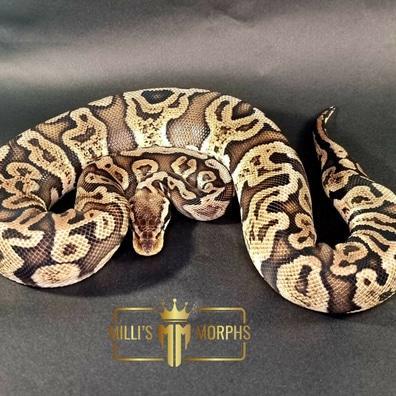 Preview of the first image of GHI Pastel Pos Het Pied Female.