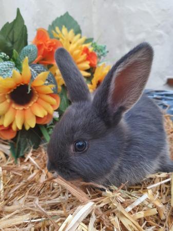 Image 5 of 8 weeks beautiful home bred bunnies