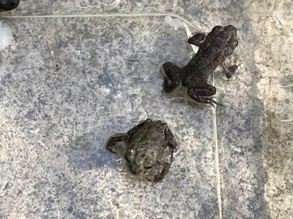 Image 4 of Berber toads baby’s for sale (rare toads)