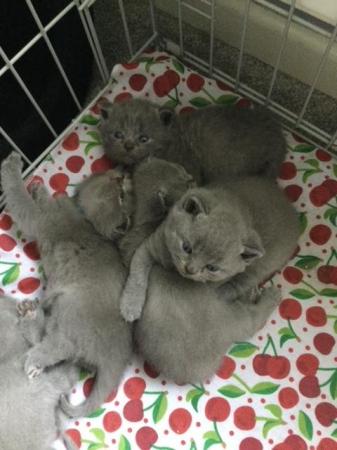 Image 6 of Pedigree British Blue Shorthair Kittens