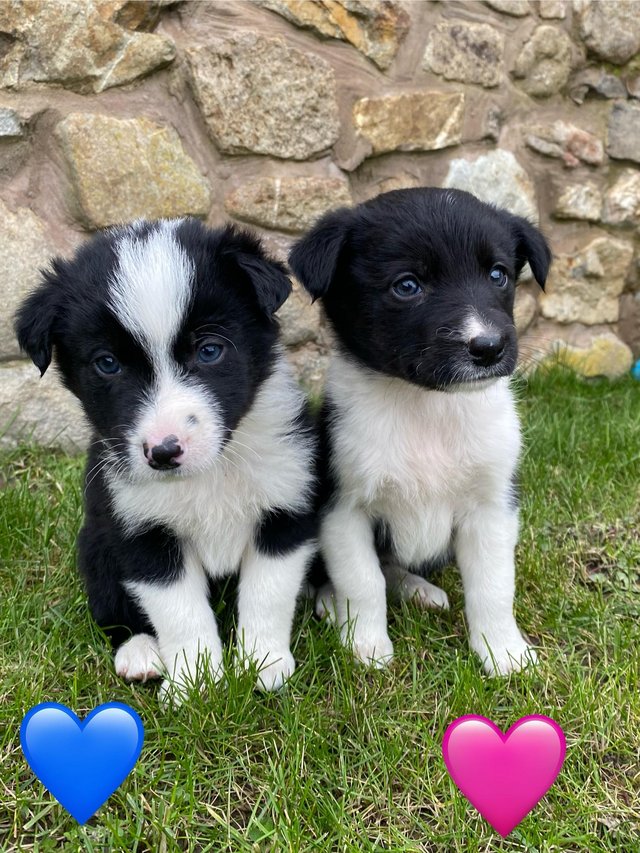 Preview of the first image of Lovely litter of Border Collie Puppies.