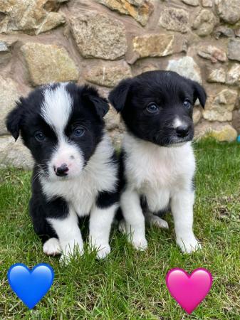 Image 1 of Lovely litter of Border Collie Puppies