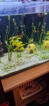 Image 5 of Tropical fish tank. Complete set up