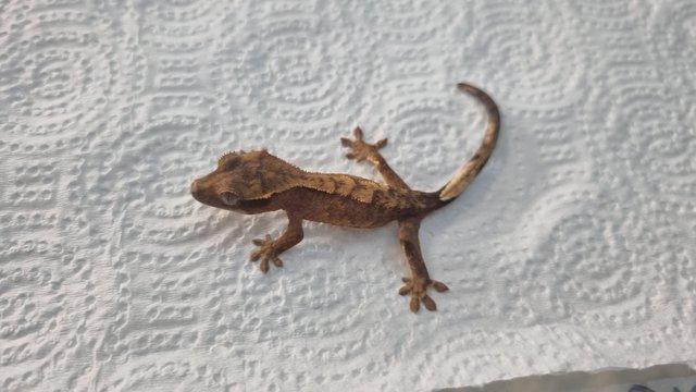 Image 4 of baby lilly white crested geckos