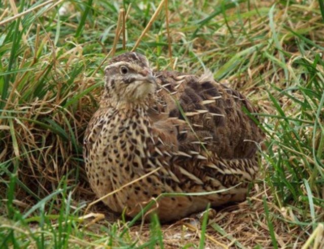 Preview of the first image of Japanese Jumbo quails for sale.