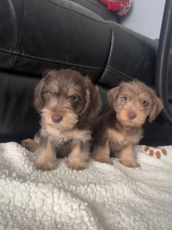 Image 1 of Long haired miniature dachshund cross