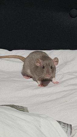 Image 2 of Two 6 month old girl rats