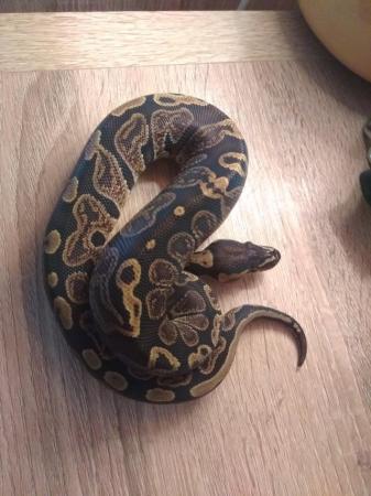Image 1 of Ghi 66% het pied for sale