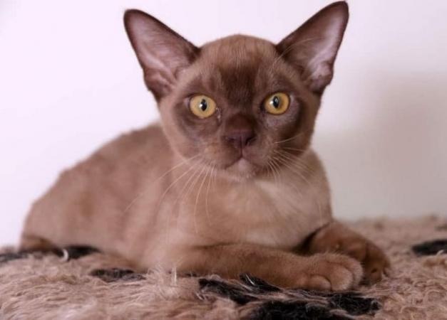 Image 6 of Exceptional Burmese kittens