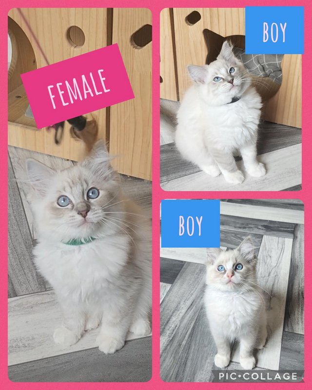 Preview of the first image of Ready now! Champion GCCF Lynx/bi Ragdoll kittens..