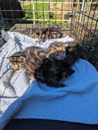 Image 3 of Litter of five  tortie tabby kittens