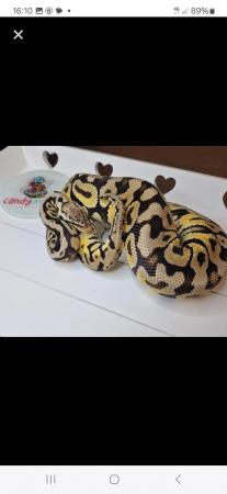 Image 2 of Male Ball Pythons various available
