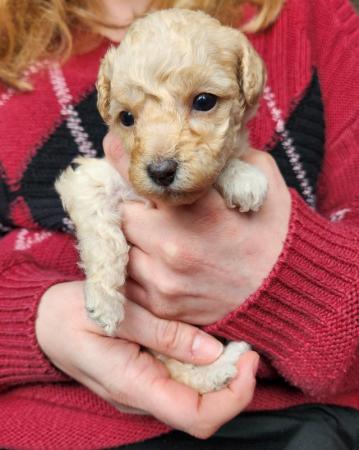 Image 12 of Beautiful tiny toy poodle puppies