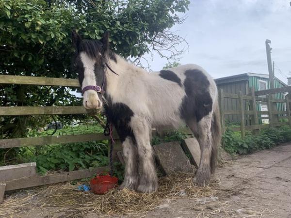 Image 6 of 13.1hh, 2 year old coloured cob filly