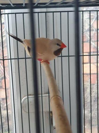Image 9 of Zebra Finches young hatched this year from £12 each
