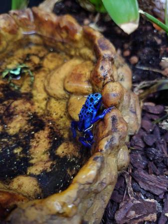 Image 2 of Dart Frogs - Various Colours and Patterns