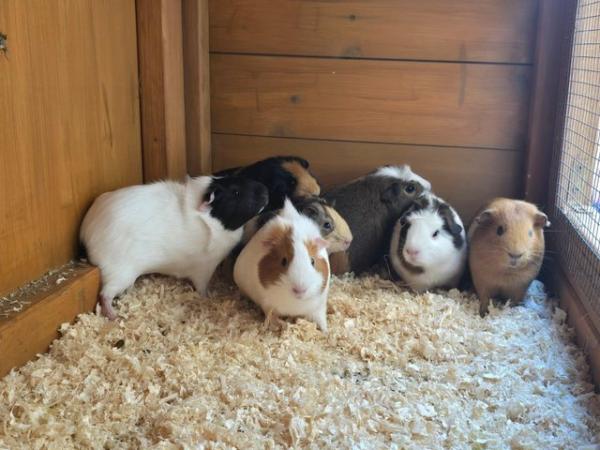 Image 2 of 7 Guinea Pigs For Sale to a lovin home 1 Male 6 Females