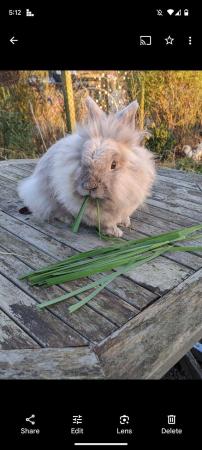Image 2 of Lionhead rabbits for sale Mixed