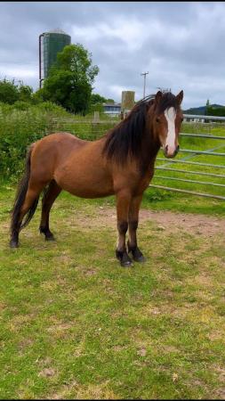 Image 2 of 3 year old Welsh Mountain Pony looking for new home