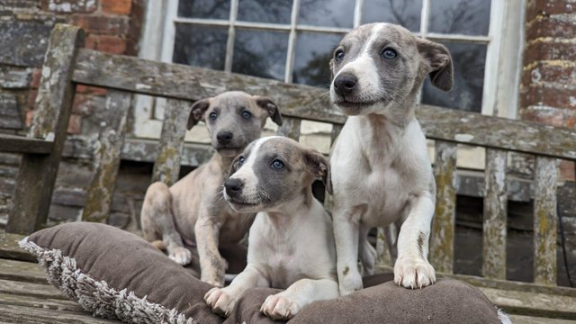 Image 5 of READY TO LEAVE NOW KC WHIPPET PUPPIES