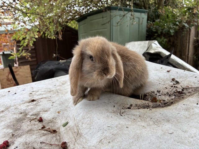 Mini lop baby boy bunny — photo 2 of 4