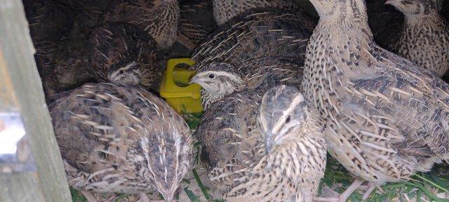 Image 3 of True jumbo pharaoh quail POL hens