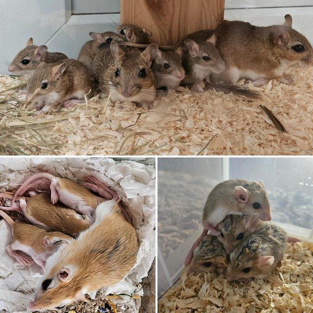Preview of the first image of Exotic\Unusual Rodents jirds,gerbils,voles,lemmings.