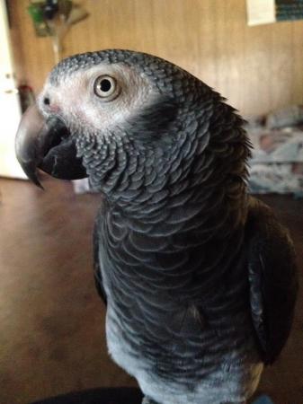 Image 1 of African grey brilliant talker inc cage toys