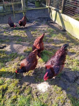 Image 2 of Large Breed Rhode Island Red eggs