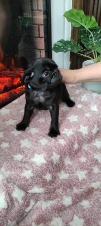 Image 6 of Pug puppies. Ready to go!!!
