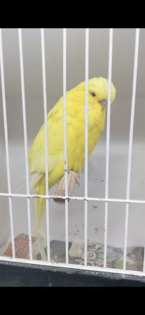 Image 8 of Adult male exhibition budgies for sale