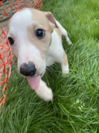 Image 6 of 2 KC registered whippet puppies