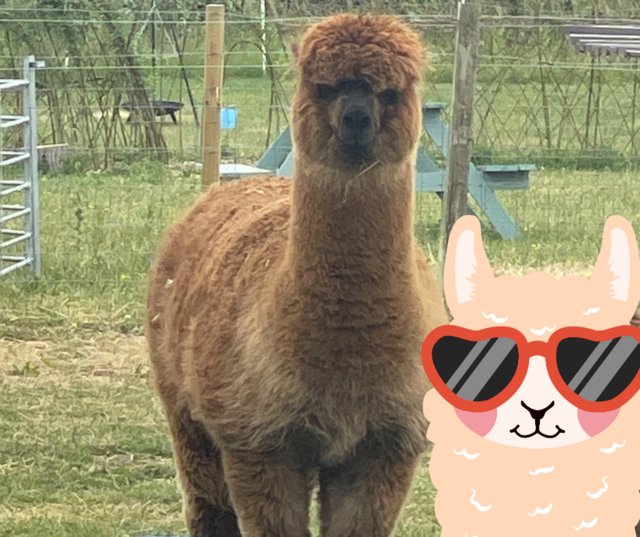 Preview of the first image of Twinky Huacaya Breeding BAS registered Alpaca for Sale.
