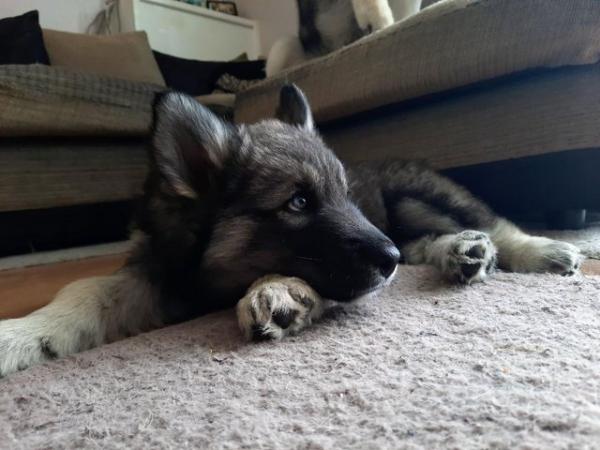 2 year old intact female Husky X Border Collie for sale. for sale in Salisbury, Wiltshire