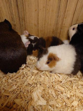 Image 4 of Guinea Pigs - Range of Colours, Sexes and Sizes!