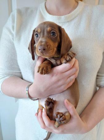 Image 7 of READY NOW KC MINI DACHSHUNDS
