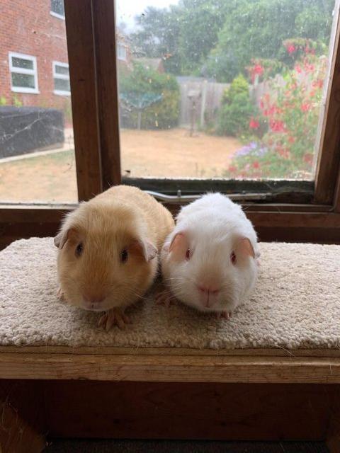 Sweet Baby Short Coated Satin Guinea Pig Boars — photo 4 of 4