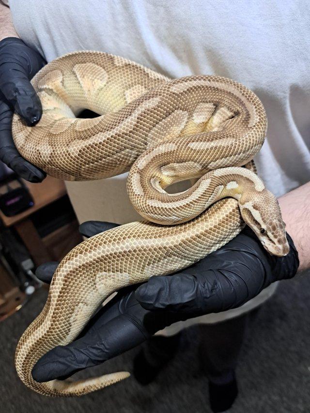 Preview of the first image of 2021 lesser fire redstripe male ball python.