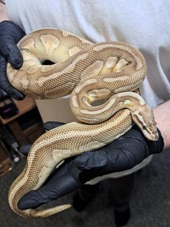 Image 1 of 2021 lesser fire redstripe male ball python