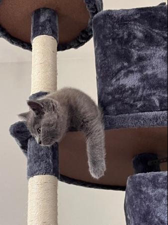 Image 21 of Adorable British blue kittens ready to go now