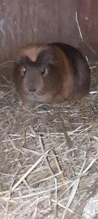 Image 4 of 35 a pair Beautiful guineas pigs for sale.4 boys