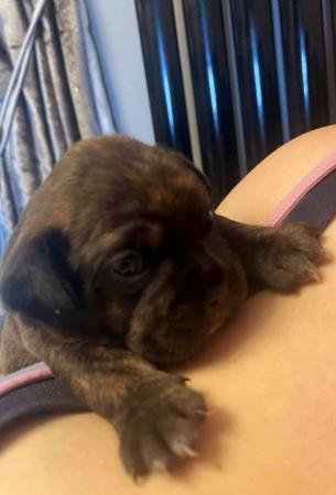 Image 3 of Cavalier x frenchie puppies for sale royal frenchels